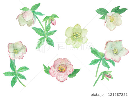 水彩絵の具で描いたリアルなクリスマスローズのセット 121387221