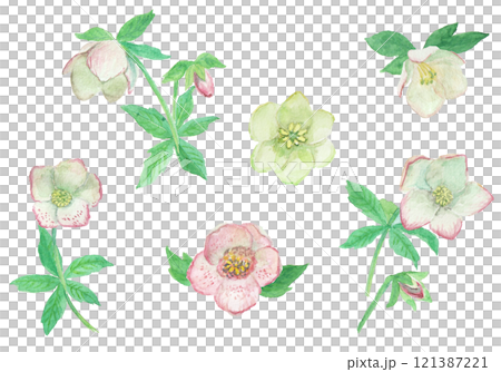 水彩絵の具で描いたリアルなクリスマスローズのセット 121387221