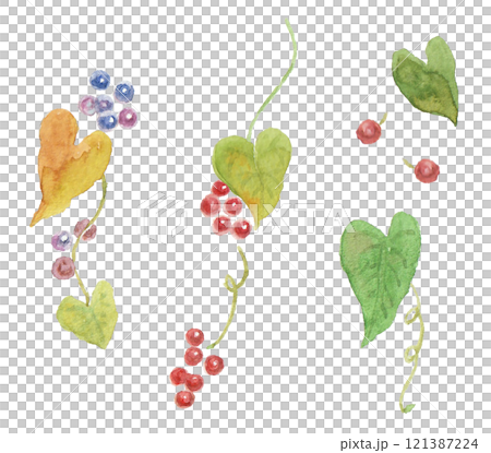 一組用水彩畫的常春藤和紅色漿果 一組用水彩畫的常春藤和紅色漿果 121387224