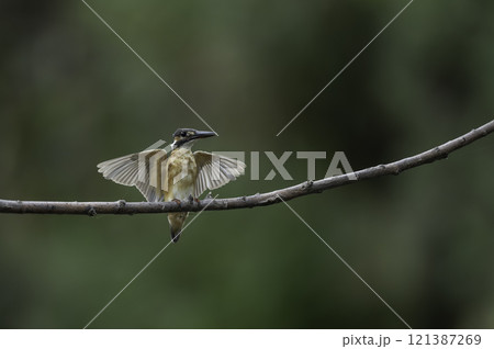 枝に飛翔するカワセミ 枝に飛翔するカワセミ 121387269