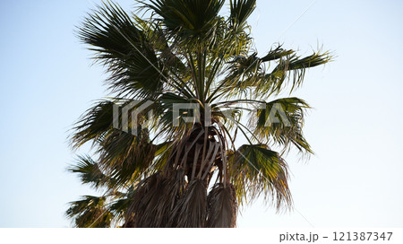 ヤシの木 121387347