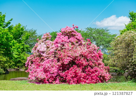 館林市 つつじが丘公園のつつじ 121387827