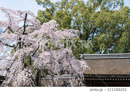 平野神社 魁桜 121388202