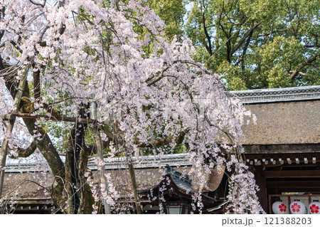 平野神社 魁桜 121388203