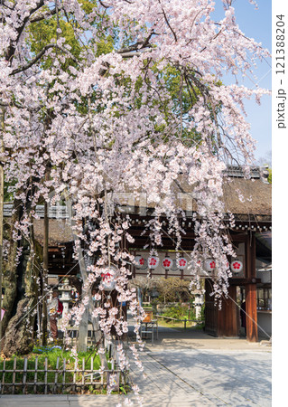平野神社の桜魁 121388204