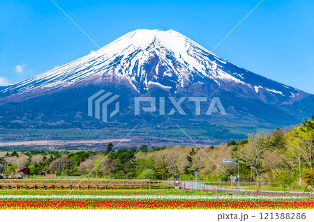 富士山とチューリップ ~山中湖花の都公園~ 富士山とチューリップ ~山中湖花の都公園~ 121388286