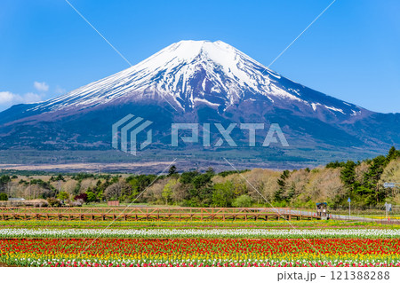 富士山とチューリップ　～山中湖花の都公園～ 121388288