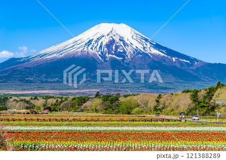 富士山とチューリップ　～山中湖花の都公園～ 121388289