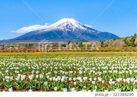 富士山とチューリップ　～山中湖花の都公園～ 121388290