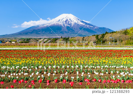 富士山とチューリップ　～山中湖花の都公園～ 121388293