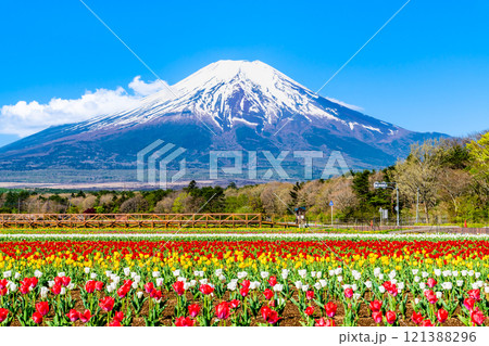 富士山とチューリップ　～山中湖花の都公園～ 121388296