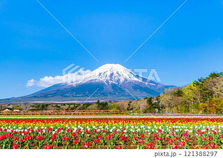 富士山とチューリップ　～山中湖花の都公園～ 121388297