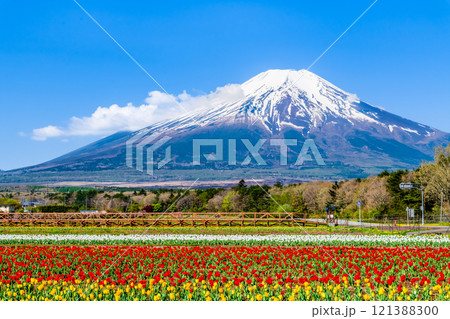 富士山とチューリップ　～山中湖花の都公園～ 121388300
