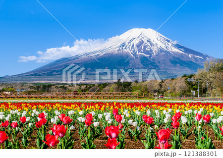富士山とチューリップ　～山中湖花の都公園～ 121388301