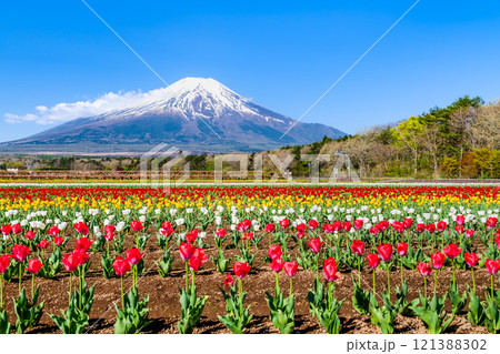 富士山とチューリップ　～山中湖花の都公園～ 121388302