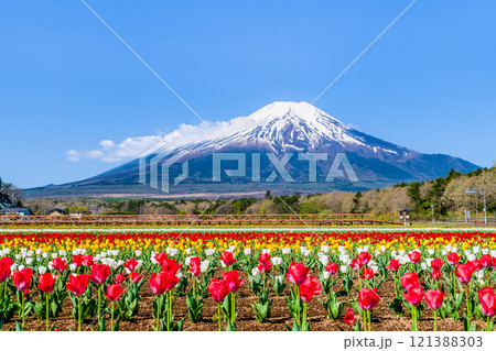 富士山とチューリップ ~山中湖花の都公園~ 富士山とチューリップ ~山中湖花の都公園~ 121388303