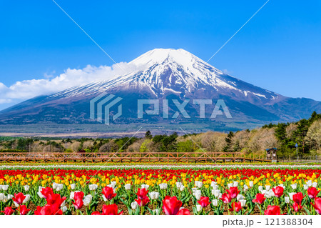 富士山とチューリップ ~山中湖花の都公園~ 富士山とチューリップ ~山中湖花の都公園~ 121388304