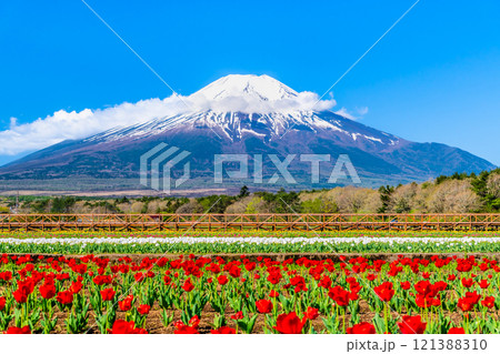 富士山とチューリップ ~山中湖花の都公園~ 富士山とチューリップ ~山中湖花の都公園~ 121388310