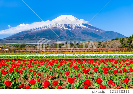 富士山とチューリップ　～山中湖花の都公園～ 121388311