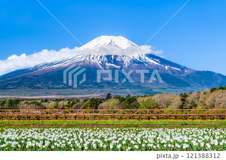 富士山とチューリップ　～山中湖花の都公園～ 121388312