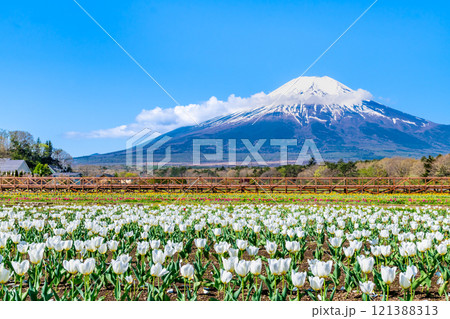 富士山とチューリップ　～山中湖花の都公園～ 121388313