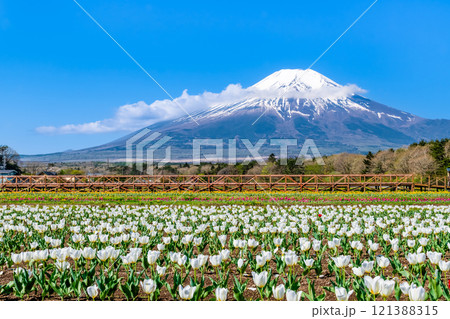 富士山とチューリップ　～山中湖花の都公園～ 121388315