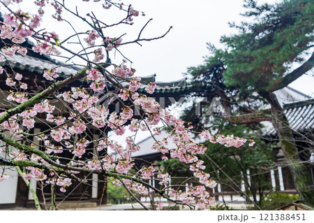唐招提寺に咲く河津桜 唐招提寺に咲く河津桜 121388451