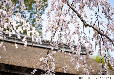 平野神社の魁桜 121388474