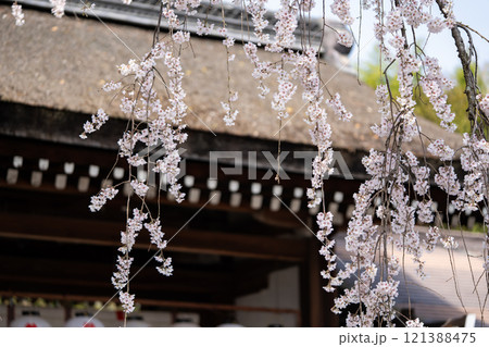 平野神社の魁桜 平野神社の魁桜 121388475