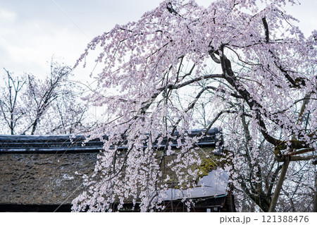平野神社の魁桜 121388476