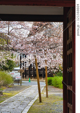 京都 本法寺 春の風景(京都府京都市上京区) 京都 本法寺 春の風景(京都府京都市上京区) 121388604