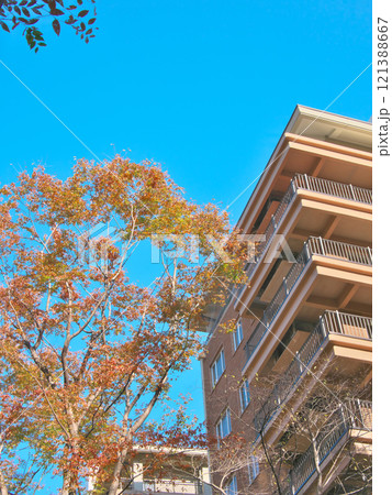 紅葉の季節の広尾の高級マンション　 都市景観（2024年12月） 121388667