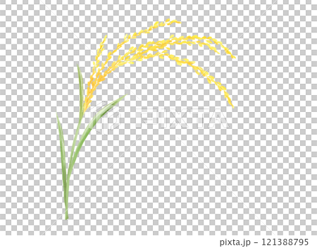 シンプルな稲穂の水彩イラスト 121388795