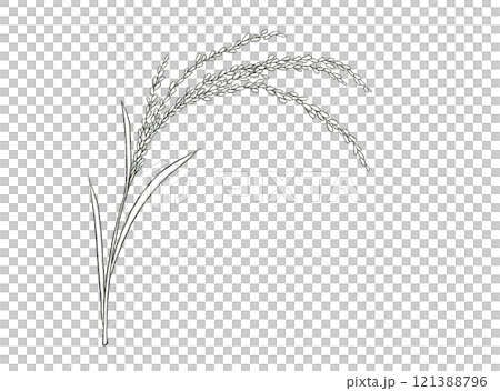 Simple line drawing of rice ears 121388796