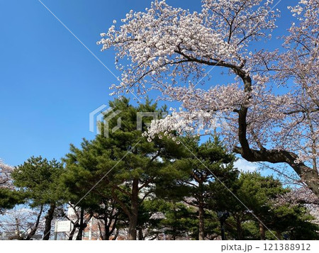青空に映える満開の桜 121388912