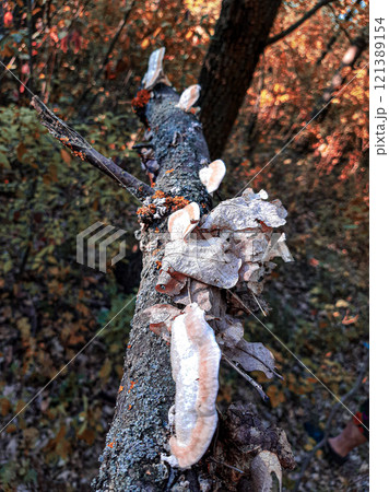 the trunk of the tree with mushrooms the trunk of the tree with mushrooms 121389154