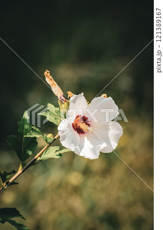 flowers blossom in the garden 121389167