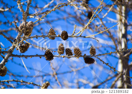 branch of a tree with pine cones branch of a tree with pine cones 121389182