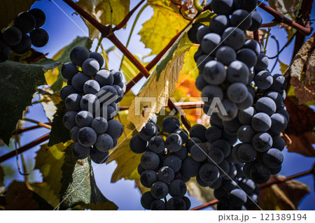 bunch of grapes  121389194