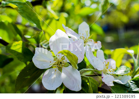 Spring pink and white flowers  121389195
