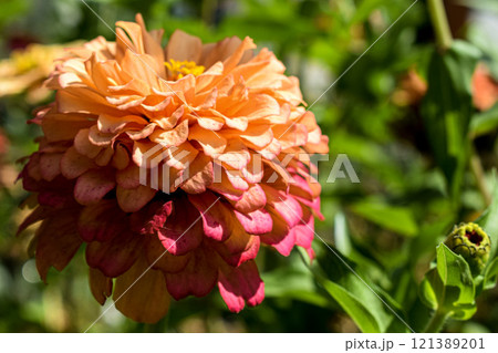 orange dahlia flower orange dahlia flower 121389201