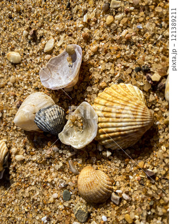 the seashells on the sand the seashells on the sand 121389211