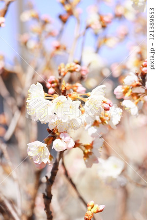 白い梅の花 121389653