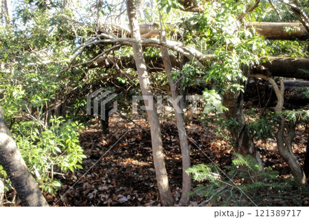 デブリハット野営 121389717