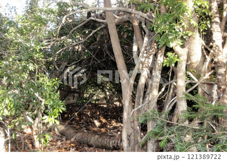 デブリハット野営 121389722