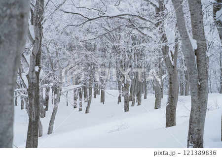 冬のブナの森 121389836