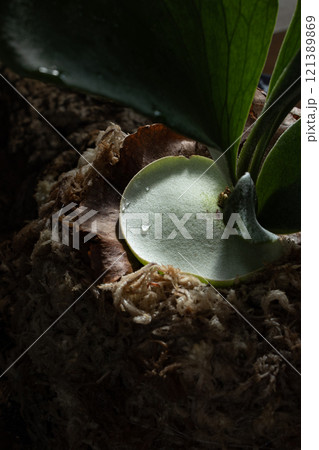 ビカクシダ ビカクシダ 121389869