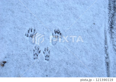 雪上のリスの足跡 121390119