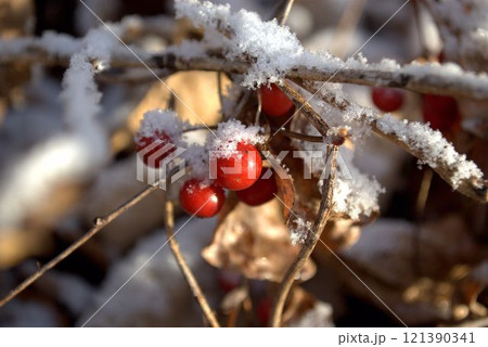 雪の積もった赤い実 雪の積もった赤い実 121390341