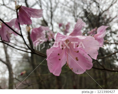 アケボノツツジ アケボノツツジ 121390427